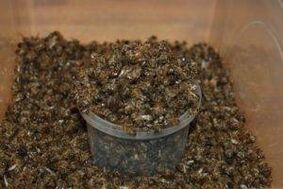 bee excavated to increase potency